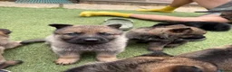 German Shepherd dogs for sale: KC registered German shepherd puppies  - Advert 7