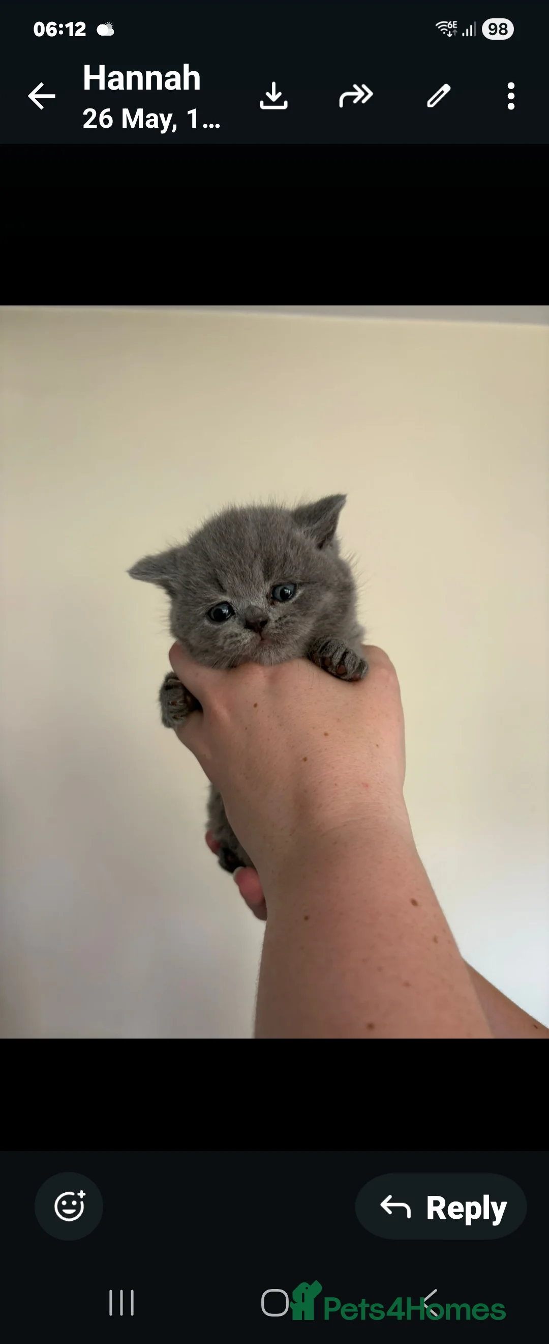 British Shorthair cats for sale: 3 British short-haired kittens  - Advert 4