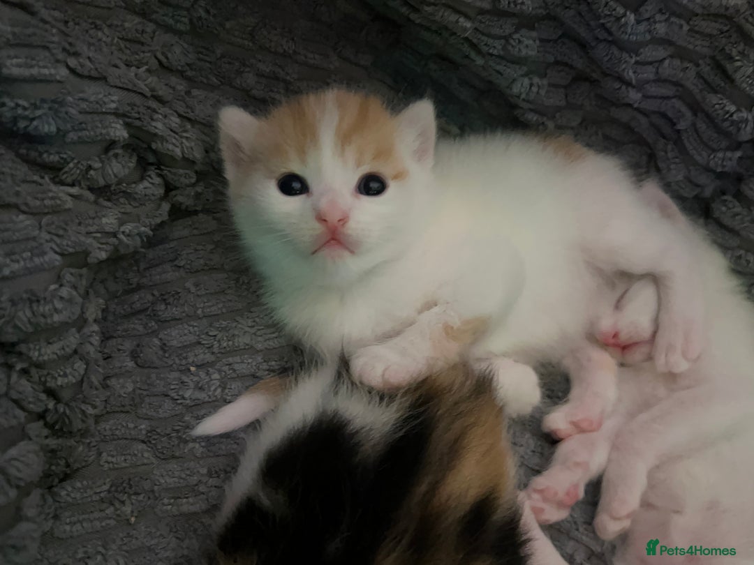 Mixed Breed cats for sale: Mixed breed kittens loving for their forever home - Advert 31