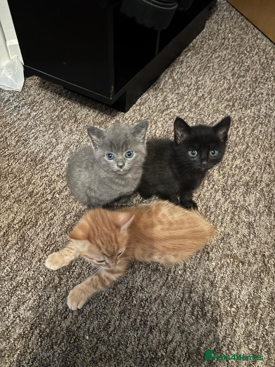 British Shorthair cats for sale: 3 Gorgeous Babies looking for their forever homes. - Advert 2
