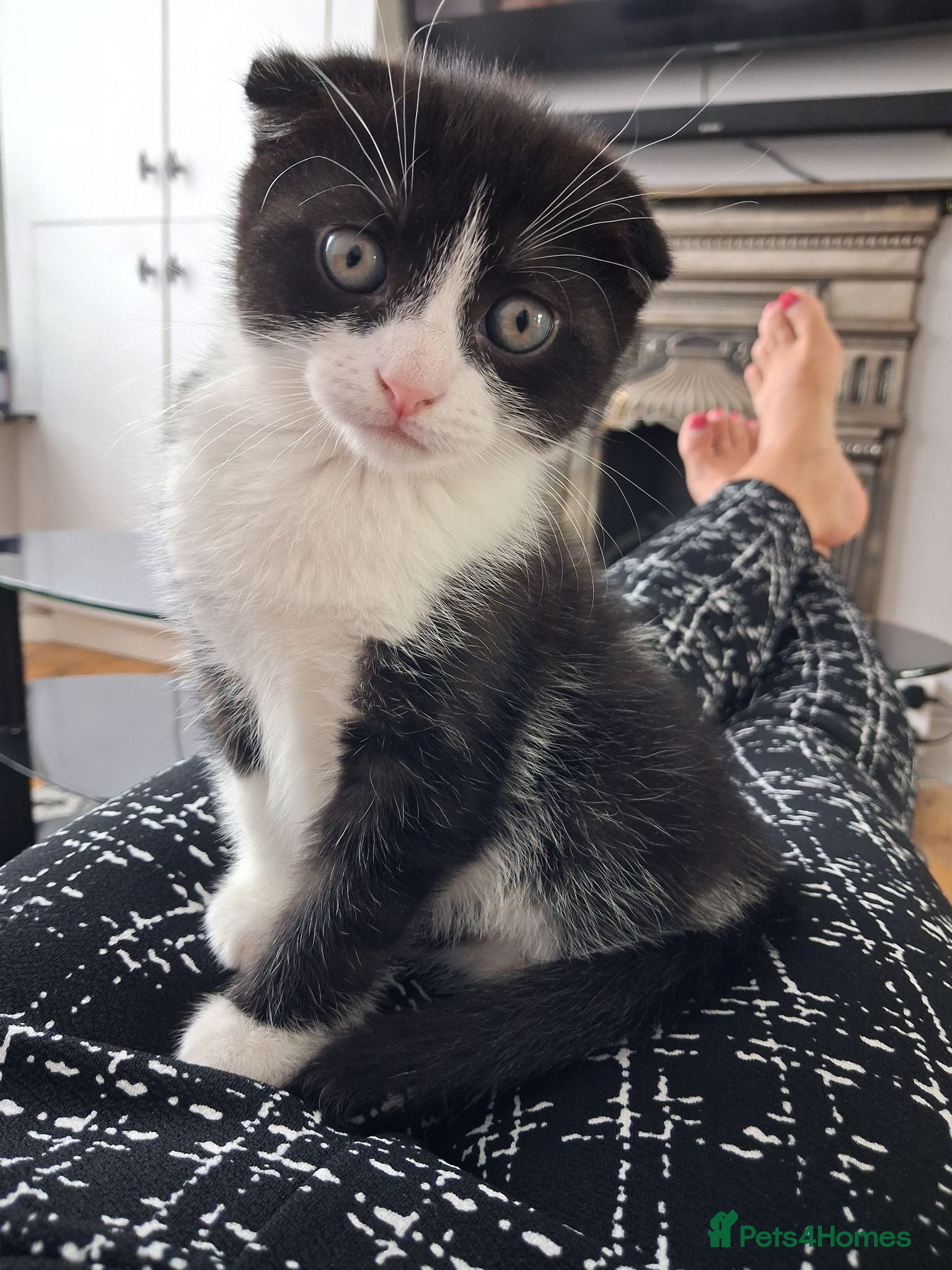 Mixed Breed cats Kittens 😸  - Advert 2