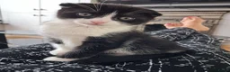 Mixed Breed cats for sale: Kittens 😸  - Advert 2