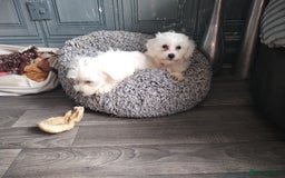 Maltese dogs for sale: Adorable Maltese Puppies for Sale.! - Image 2