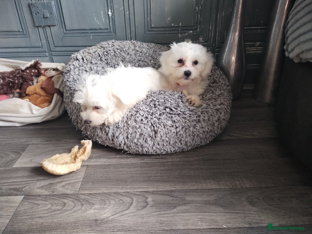 Maltese dogs for sale: Adorable Maltese Puppies for Sale.! - Image 2