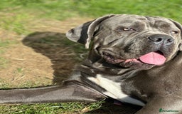 Cane Corso dogs for sale: Cane corso - Image 2