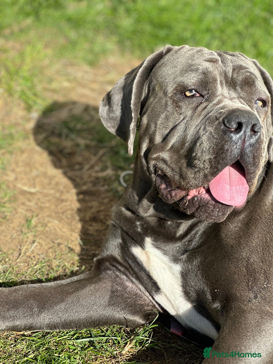 Cane Corso dogs for sale: Cane corso - Image 2