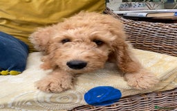 Irish Doodle dogs for sale: F1 Standard Irish Doodle Puppies  - Image 6