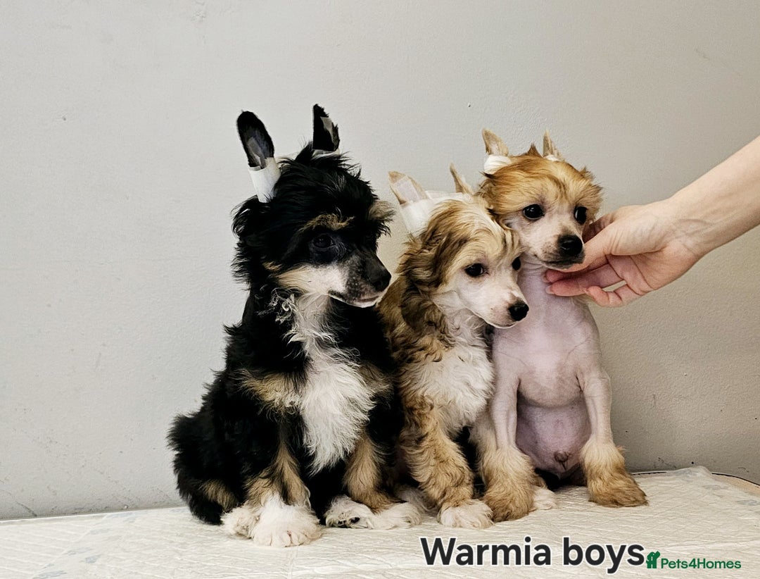 Chinese Crested dogs for sale: 12 weeks old  hl boy 1800, pp boy 970 in Crewe - Image 5