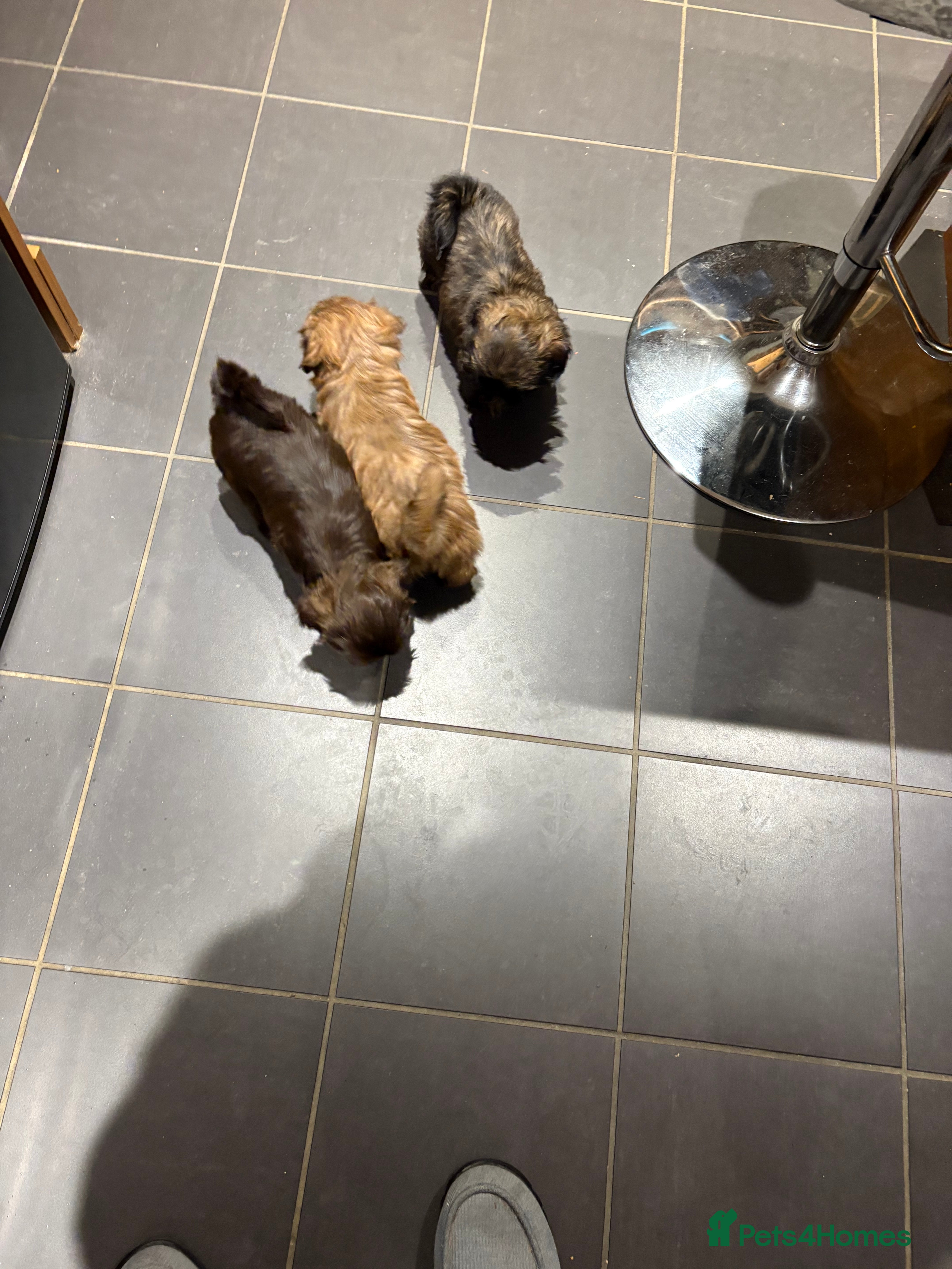 Shih Tzu dogs Karashishi shih tzu - Advert 15