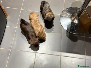 Shih Tzu dogs Karashishi shih tzu - Advert 15