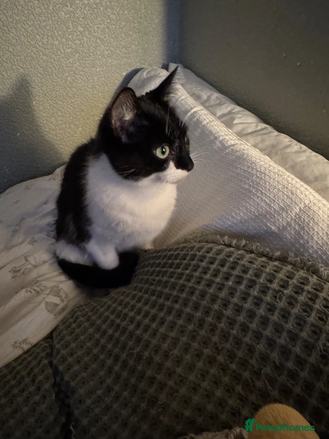 Mixed Breed cats for sale: Nala  - Advert 2