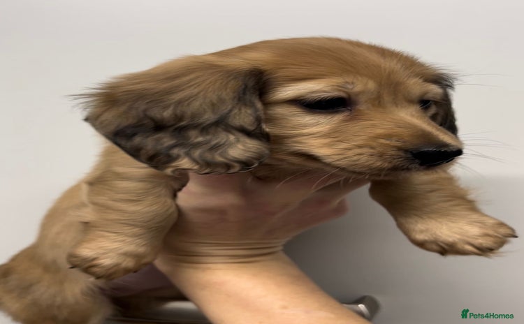 Miniature Dachshund dogs - Advert 4