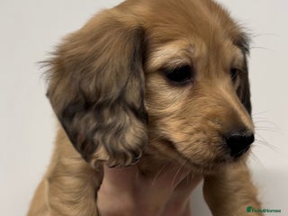 Miniature Dachshund dogs - Advert 4