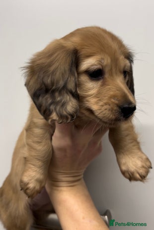 Miniature Dachshund dogs - Advert 3