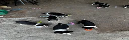 Border Collie dogs for sale: Border collie puppies  in Crianlarich - Advert 4