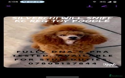 Shihpoo dogs for sale: Toy f1bb shipoo - Image 11