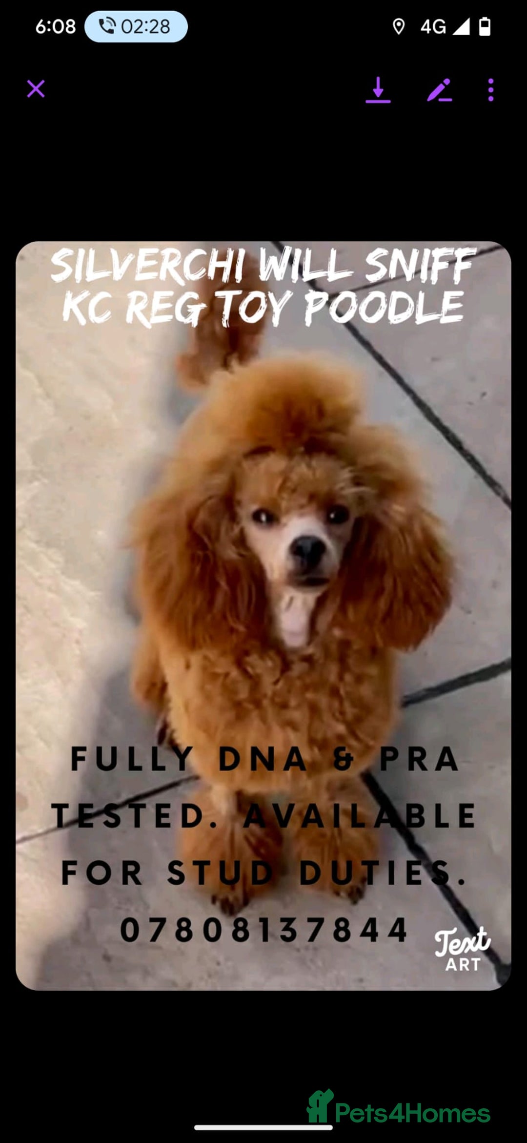 Shihpoo dogs for sale: Toy f1bb shipoo - Image 11