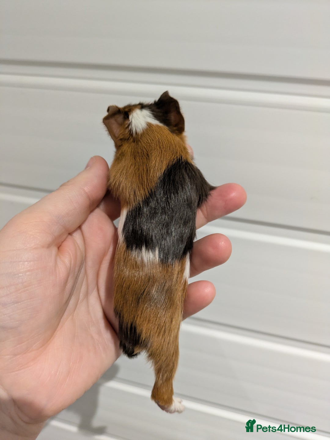 Guinea Pig rodents for sale: Guinea pigs location Dagenham Essex  - Advert 10