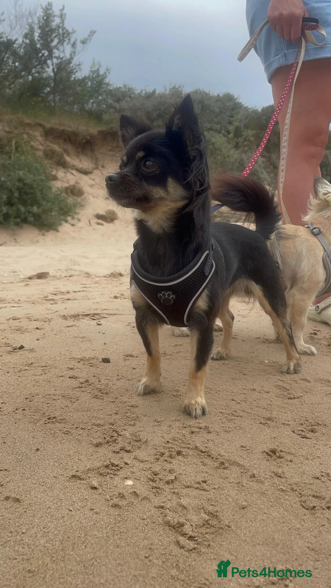 Chihuahua dogs for sale: Still looking to rehome Lola & Pippa - Advert 2