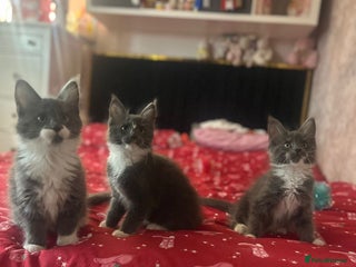 Maine Coon cats Stunning Maine Coon Litter Of Kittens Ready Now - Advert 15