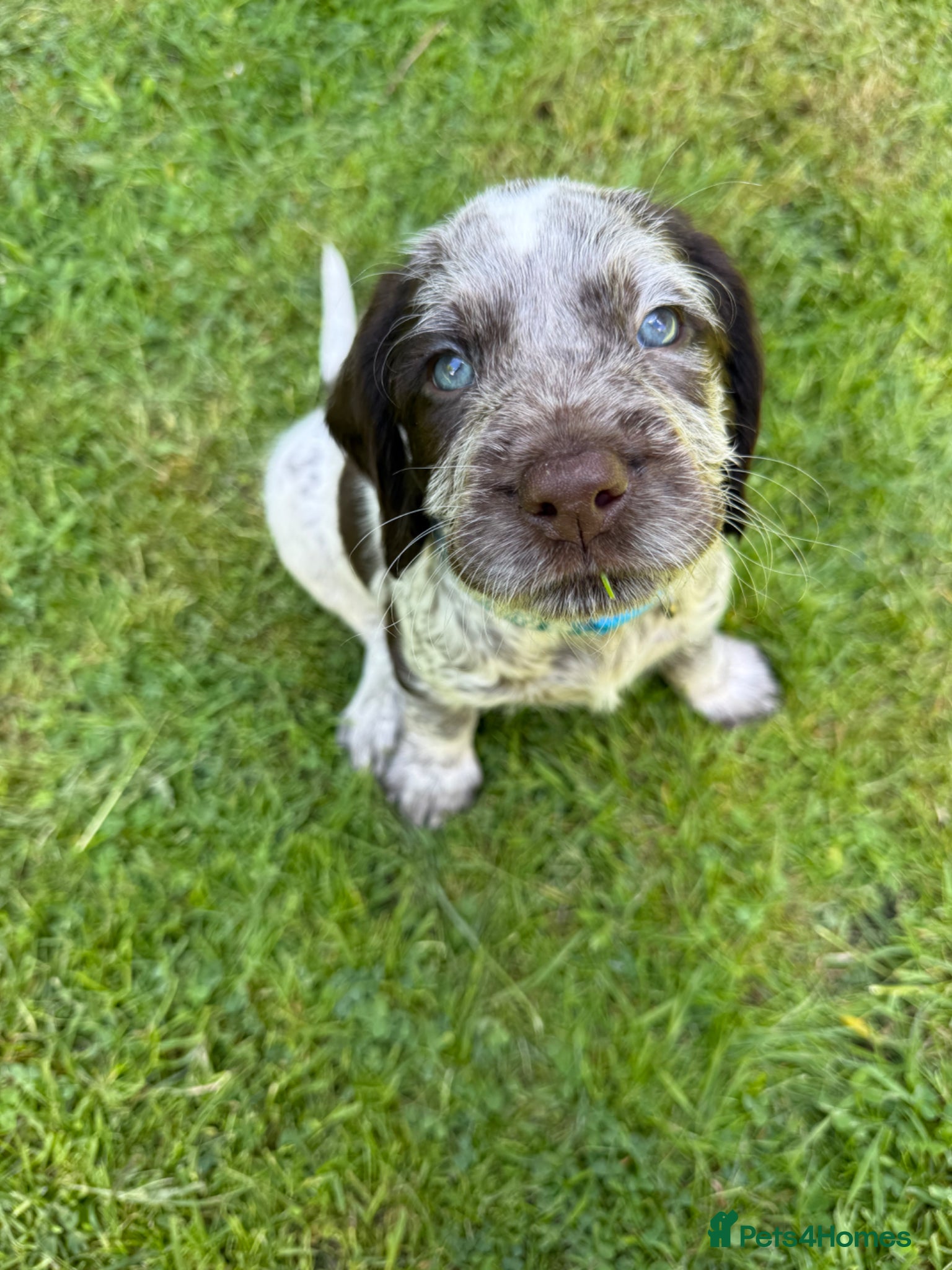 Mixed Breed dogs Beautiful sprointers price drop! £850 Each  - Advert 7