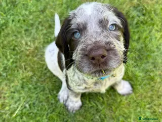 Mixed Breed dogs Beautiful sprointers price drop! £850 Each - Advert 7