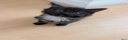 Domestic Shorthair cats for sale: Gorgeous, friendly kittens - Advert 6