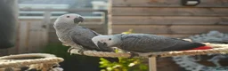 Parrots birds for sale: African grey parrots for sale  in Kingston upon Thames - Advert 1