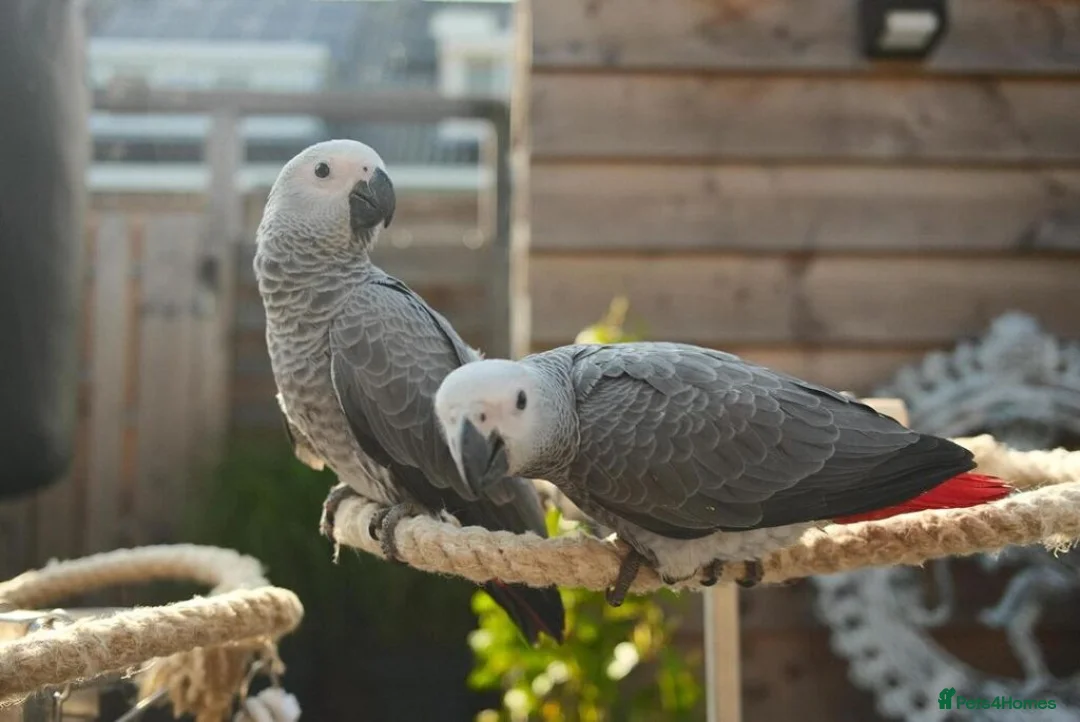 Parrots birds for sale: African grey parrots for sale  in Kingston upon Thames - Advert 1
