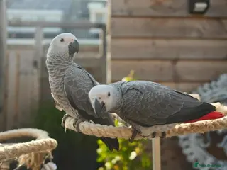 Parrots birds African grey parrots for sale - Advert 2