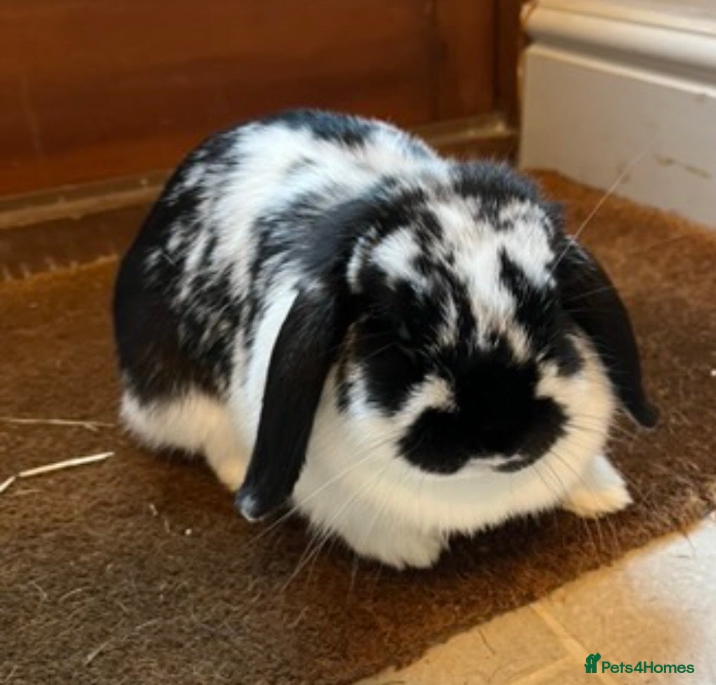 Mini Lop rabbits Gentle and Calm Mini Lop Female - Advert 1