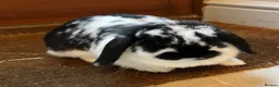 Mini Lop rabbits for sale: Gentle and Calm Mini Lop Female in Stroud - Advert 1