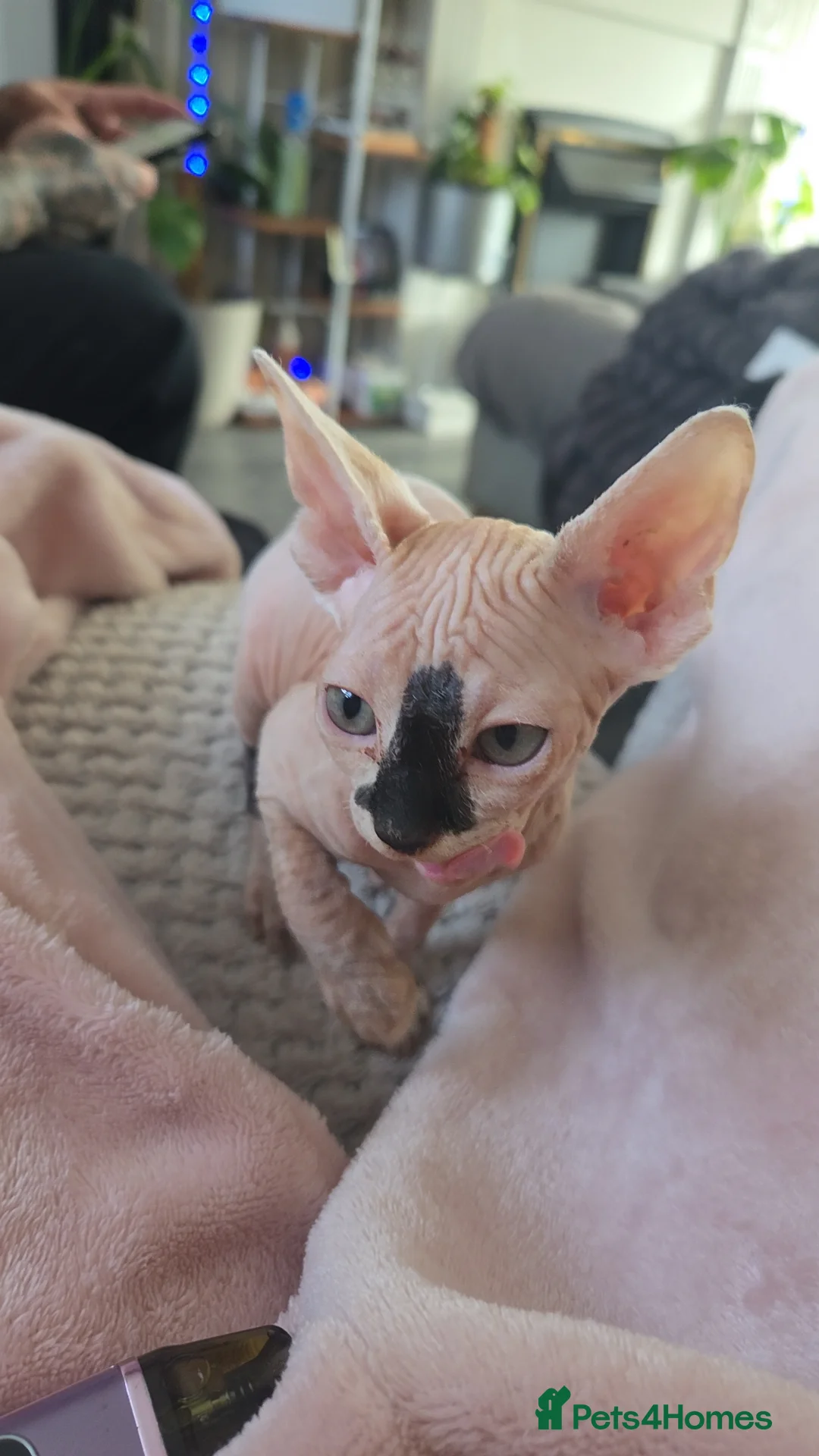 Sphynx cats for sale: 2 beautiful Sphynx babies  - Advert 9