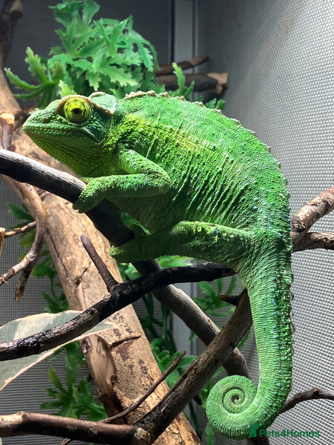 Chameleon reptiles for sale: Jackson Chameleons - Advert 9