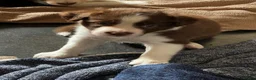 Border Collie dogs for sale: Beautiful Border Collie Puppies Available For Sale in Reading - Advert 4