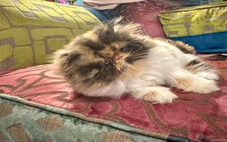 Persian cats for sale: Beautiful Calico pedigree Persian female kitten  - Image 16