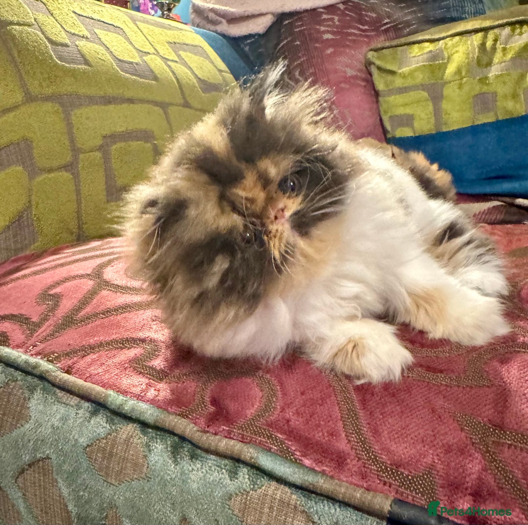 Persian cats for sale: Beautiful Calico pedigree Persian female kitten  - Image 16