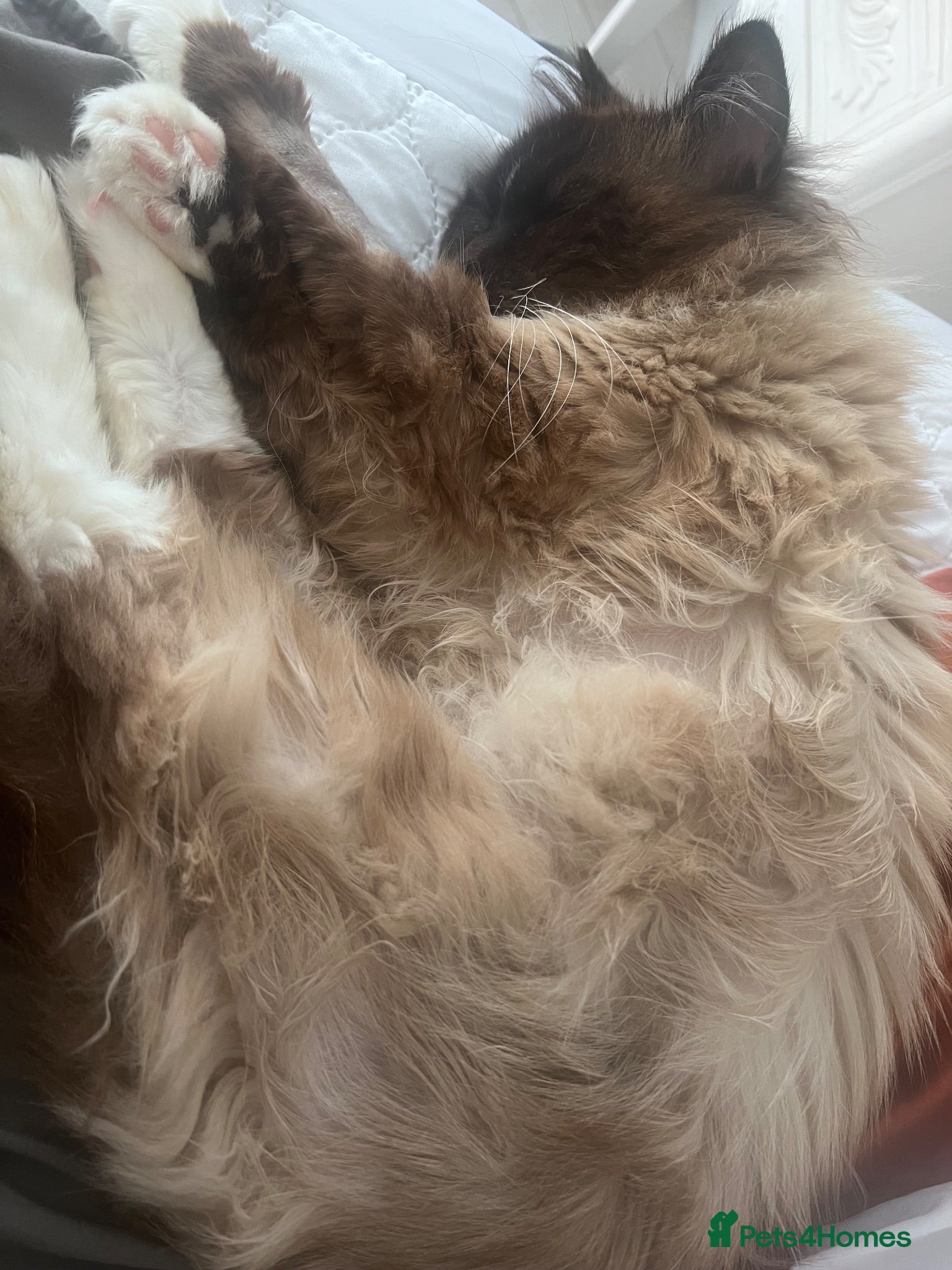 Ragdoll cats 🏆Outstanding Pedigree Ragdolls.  - Advert 3