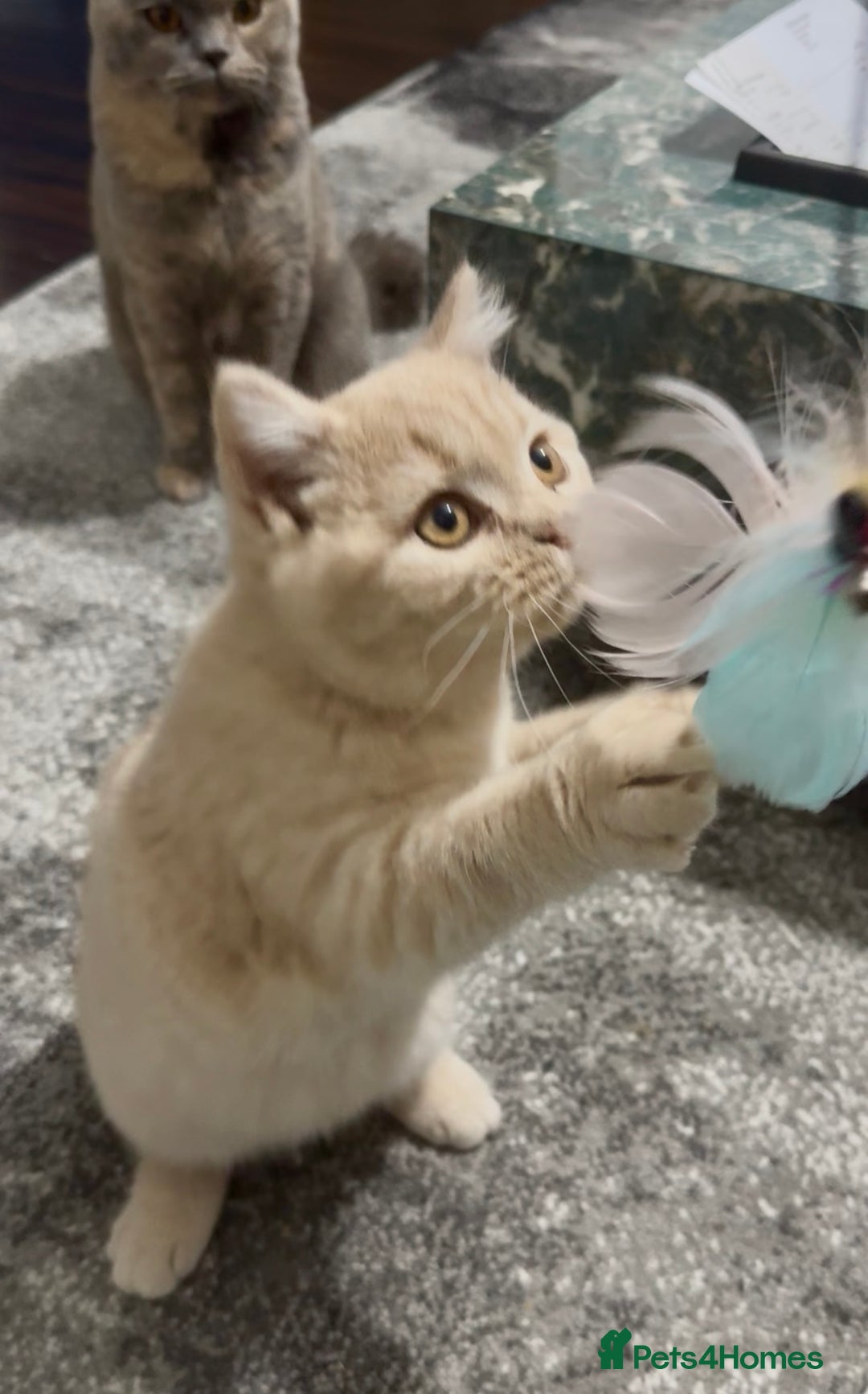 British Shorthair cats for sale: GCCF registered cream bsh boy - Advert 8