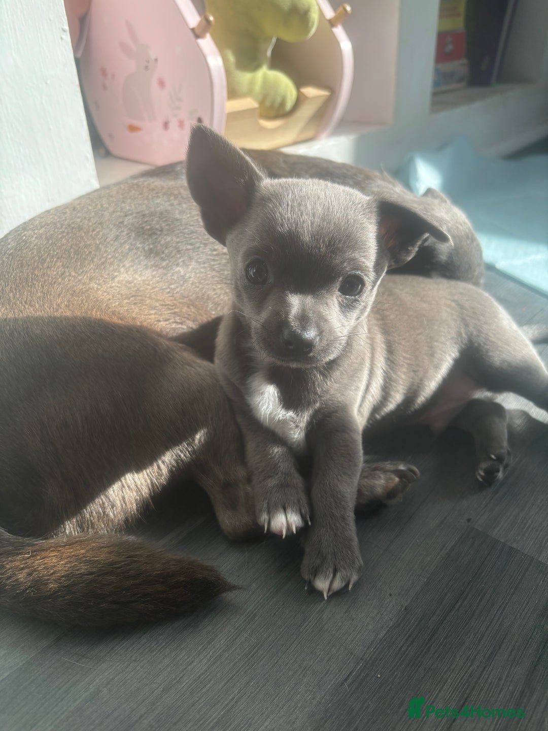 Chihuahua dogs for sale: Blue chihuahua puppies - Advert 6