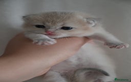 British Shorthair cats for sale: Golden Shaded Kittens WCF & TICA Registered - Image 15