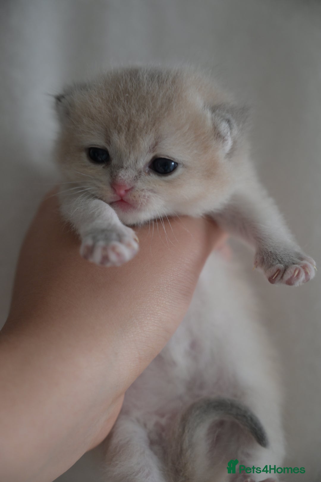 British Shorthair cats for sale: Golden Shaded Kittens WCF & TICA Registered - Image 15