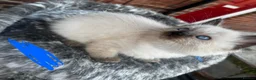 Ragdoll cats for sale: Pure breed ragdoll kittens READY NOW  - Advert 8