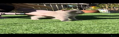 British Shorthair Kitten 8