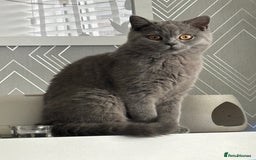 British Shorthair cats for sale: Active champion bloodline BSH kittens GCCF reg in Manchester - Image 7
