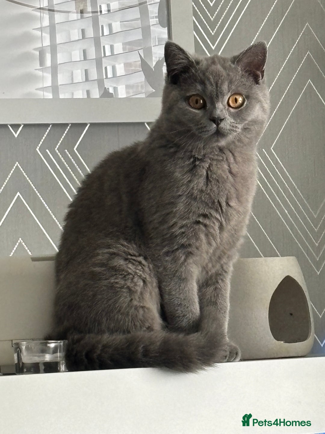 British Shorthair cats for sale: Active champion bloodline BSH kittens GCCF reg in Manchester - Image 7