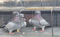 Doves birds for sale: Winery pigeon  - Image 3