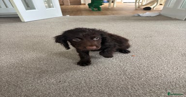 Mixed Breed dogs - Advert 6