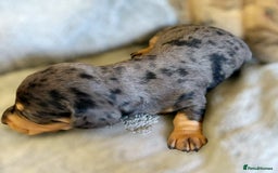 Miniature Dachshund dogs for sale: Stunning Miniature Dachshund Puppies - Image 6