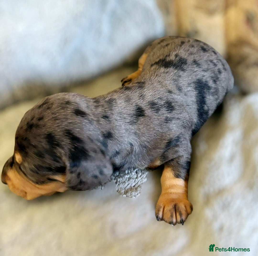 Miniature Dachshund dogs for sale: Stunning Miniature Dachshund Puppies - Image 6